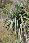 Moundlily yucca